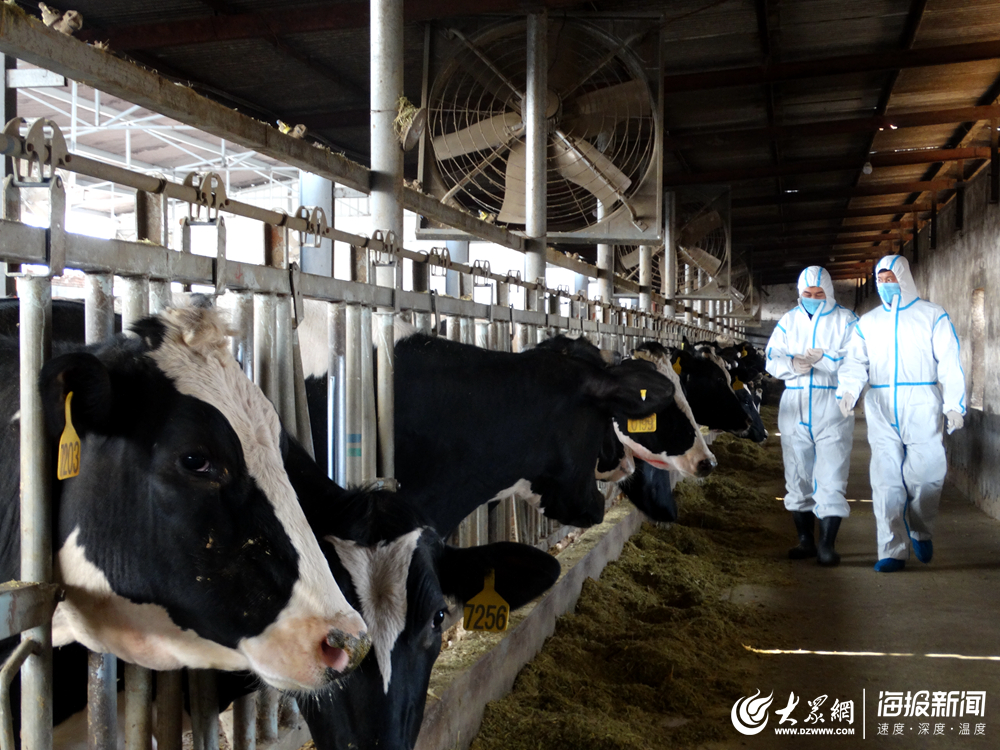 畜牧技术人员深入奶牛养殖场指导生产.