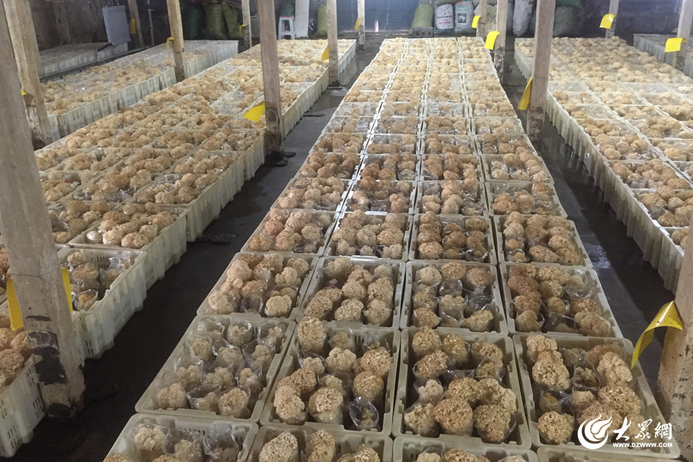 示范工作,丰富山东省珍稀食用菌的生产品种,示范绣球菌栽培关键技术
