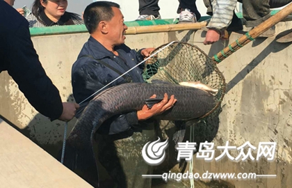 1胶州青年水库捕到体长165厘米、重达86斤的青鱼王。 (2)_副本.jpg