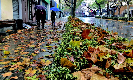 河南路上,一片片梧桐叶在雨中落下,过往的行人也纷纷撑起了伞.