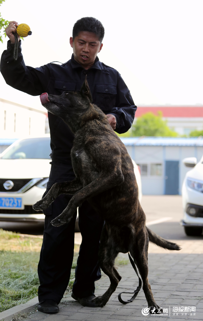 平度警方请出警犬"枪火,地头一嗅立马出结果_青岛新闻_青岛大众网