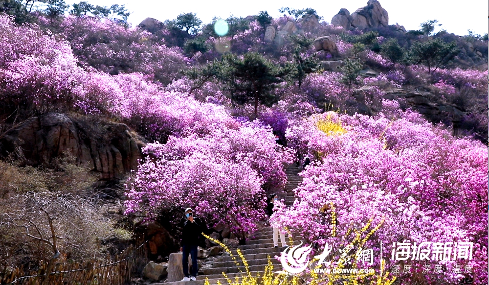 青島大珠山景區今日開園 萬畝野生杜鵑花如約而至