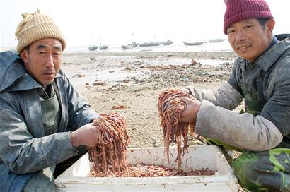 青岛蛇年第一船鲜海上岸 已被提前高价订购